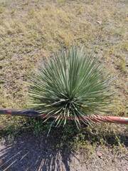 Yucca constricta