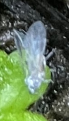 Aphidomorpha