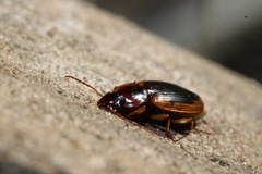 Tanystoma maculicolle