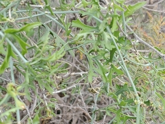 Ibervillea tenuisecta