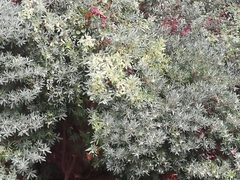 Pittosporum tobira
