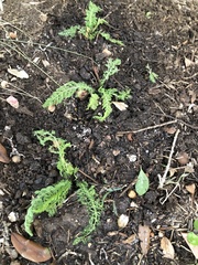 Achillea millefolium