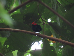 Ceratopipra mentalis