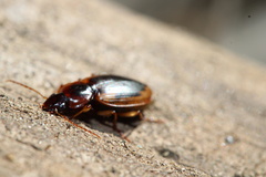 Tanystoma maculicolle