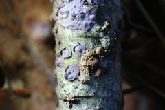 Phlebiopsis crassa