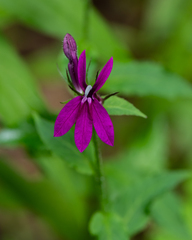 Lobelia × speciosa