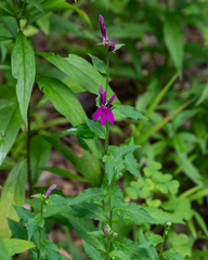 Lobelia × speciosa