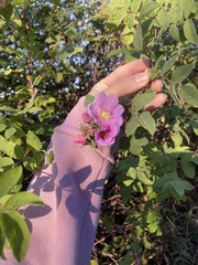 Rosa californica