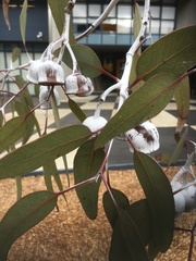 Eucalyptus caesia