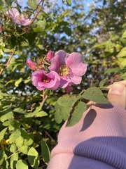 Rosa californica