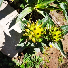 Gentiana crassicaulis