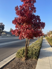Acer ginnala
