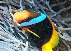 Amphiprion melanopus