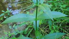 Physostegia ledinghamii