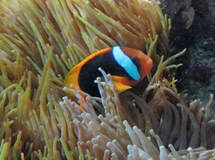 Amphiprion melanopus