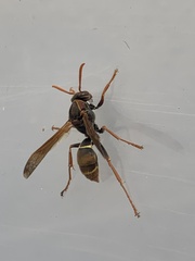 Polistes humilis