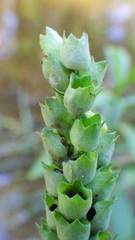 Physostegia ledinghamii