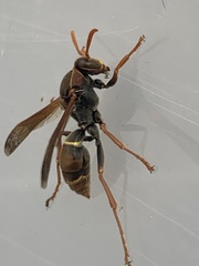 Polistes humilis