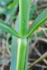 Physostegia ledinghamii