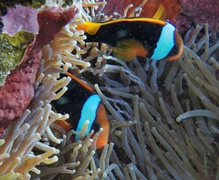 Amphiprion melanopus