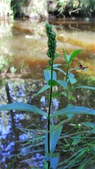 Physostegia ledinghamii