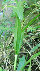 Physostegia ledinghamii
