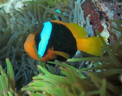 Amphiprion melanopus
