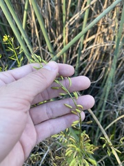 Rorippa palustris palustris