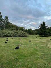 Oryctolagus cuniculus domesticus