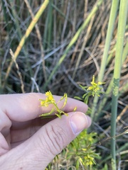 Rorippa palustris palustris