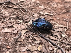 Phanaeus palliatus