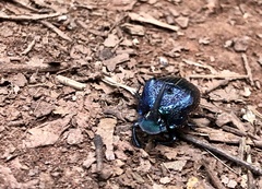 Phanaeus palliatus