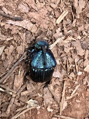 Phanaeus palliatus