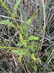 Rorippa palustris palustris