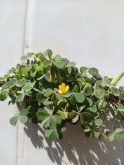 Oxalis corniculata