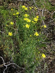 Senecio subulatus