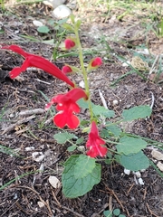 Salvia roemeriana