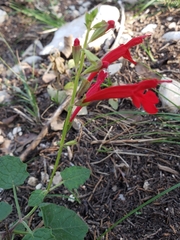Salvia roemeriana
