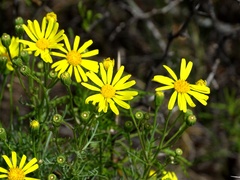 Senecio subulatus
