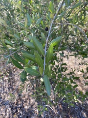 Olea