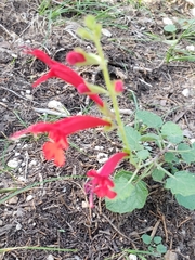 Salvia roemeriana