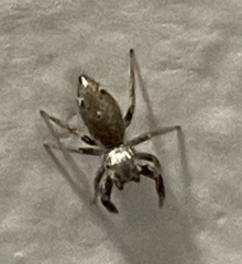 Sassacus