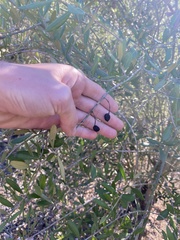 Olea