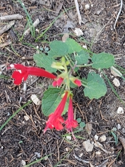 Salvia roemeriana