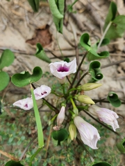 Ipomoea amnicola