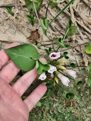 Ipomoea amnicola