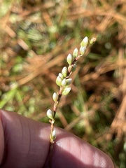 Persicaria hydropiperoides