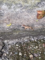 Anolis