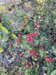 Pyracantha