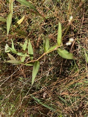 Persicaria hydropiperoides